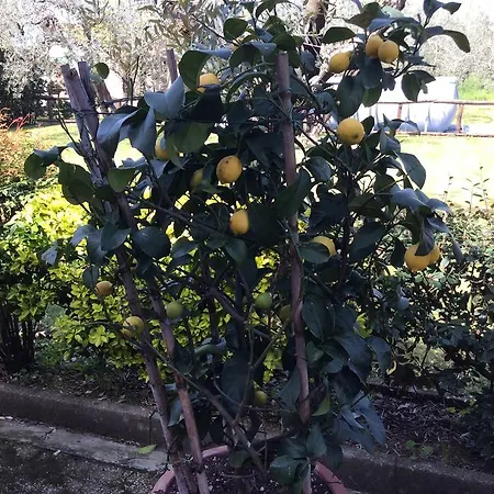 Holiday home Tenuta Fagnani Lucca