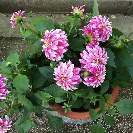 Tenuta Fagnani Holiday home Lucca